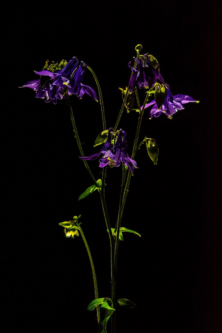 Lichtlein in der Nacht