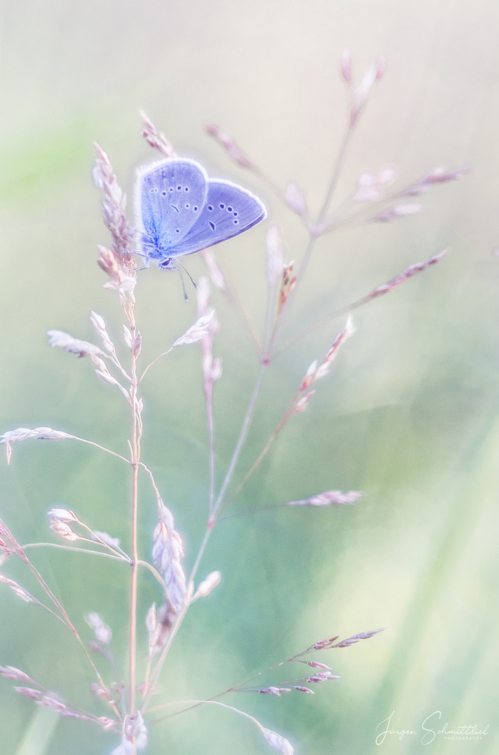 Lichtmalerei... kleiner Bläuling-Schmetterling I.