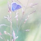 Lichtmalerei... kleiner Bläuling-Schmetterling I.