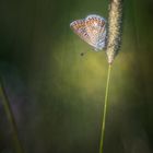 Lichtmalerei... kleiner Bläuling-Schmetterling II.