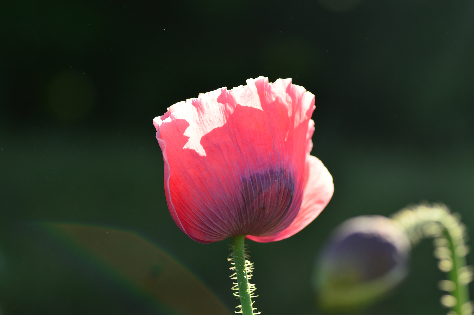 Lichtmohn