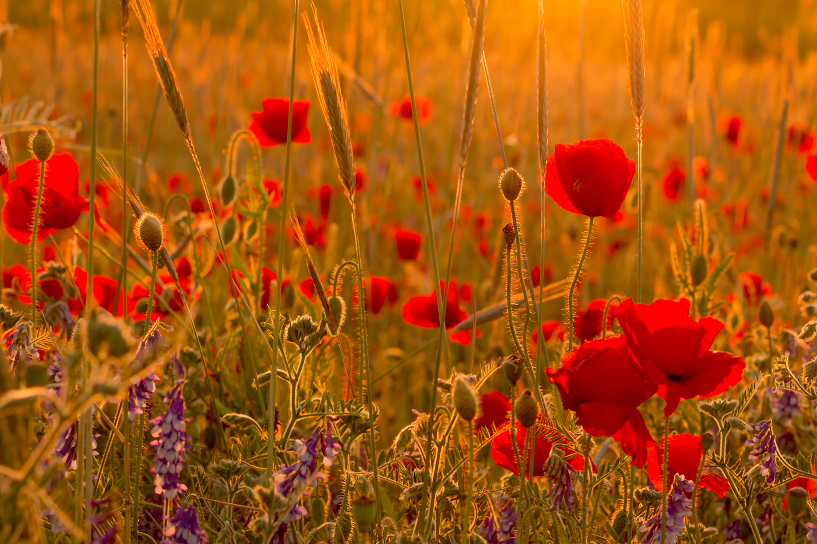 Lichtmohn