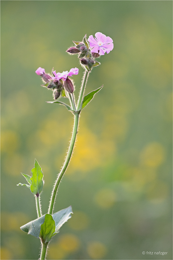 Lichtnelke ( Silene dioica )