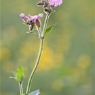 Lichtnelke ( Silene dioica )