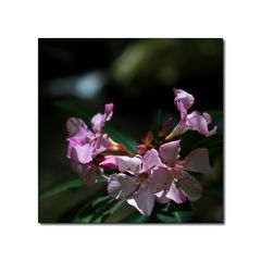 .Licht.Oleander.