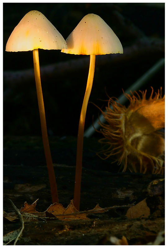 Lichtpilze