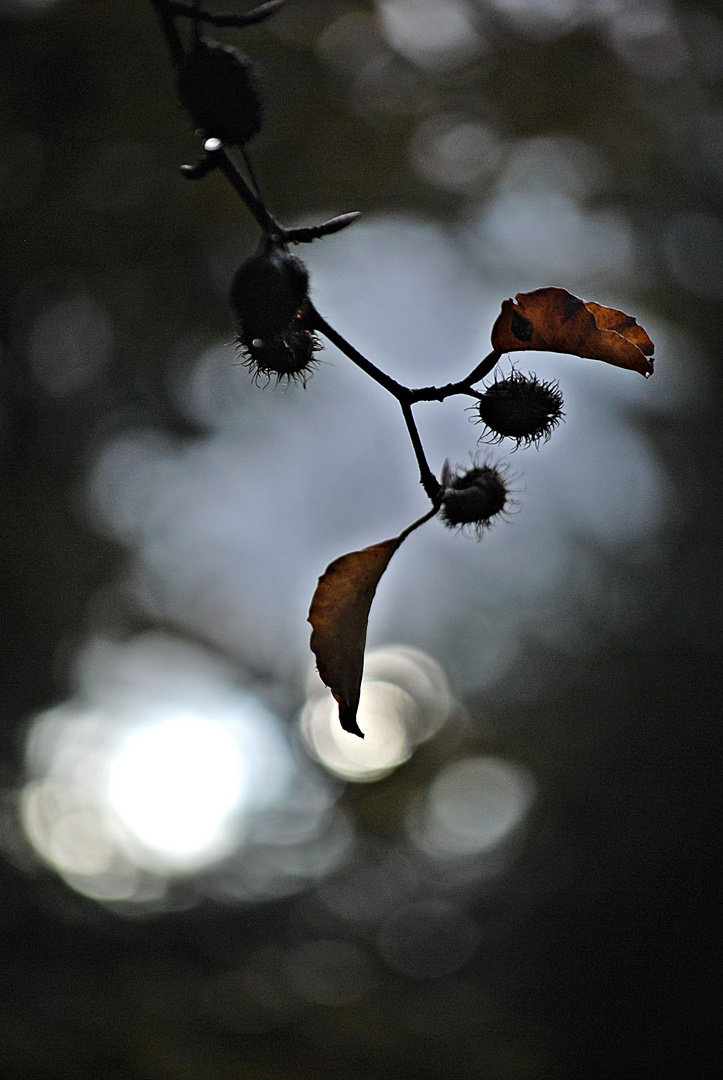 Lichtpoesie...