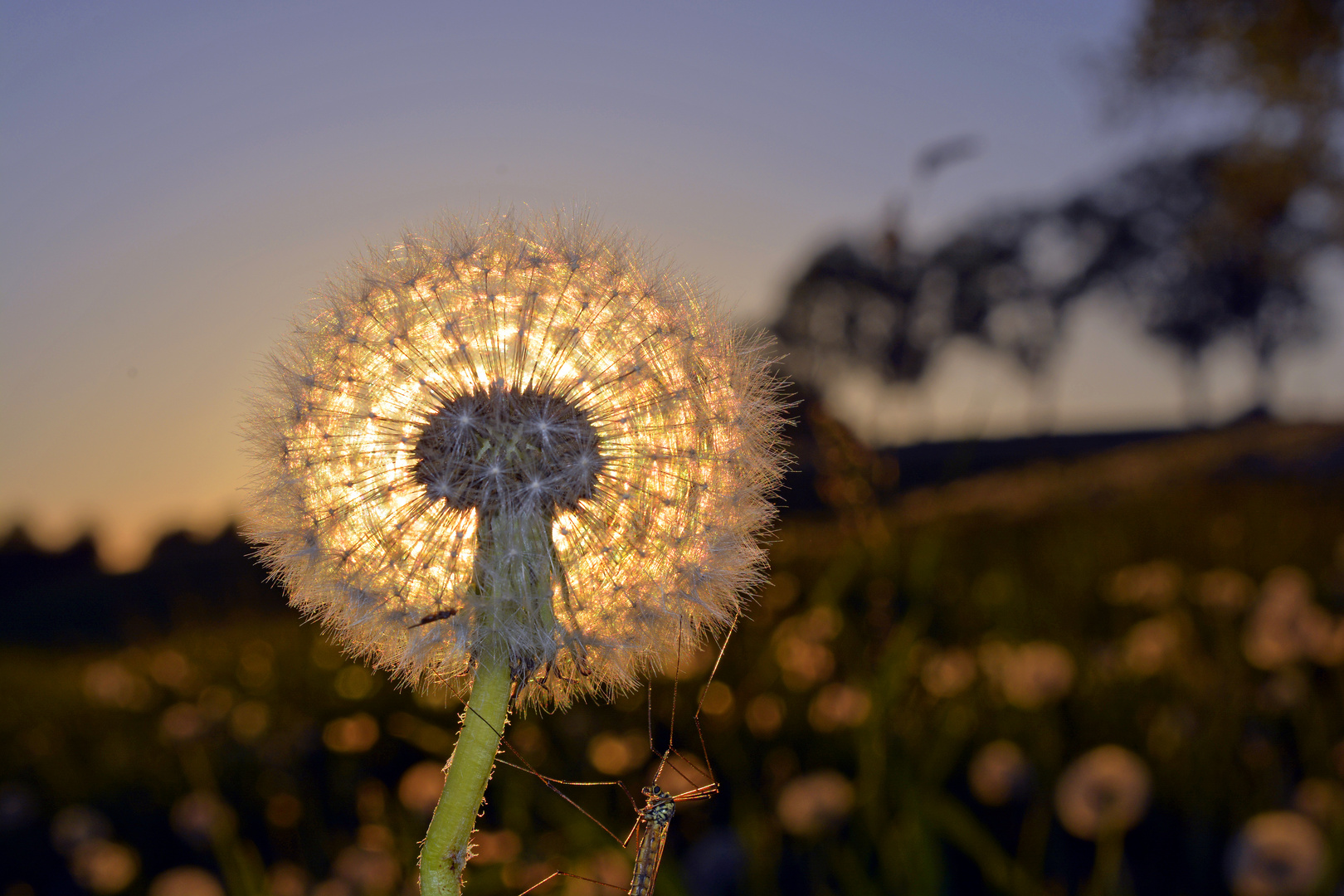 Lichtquelle