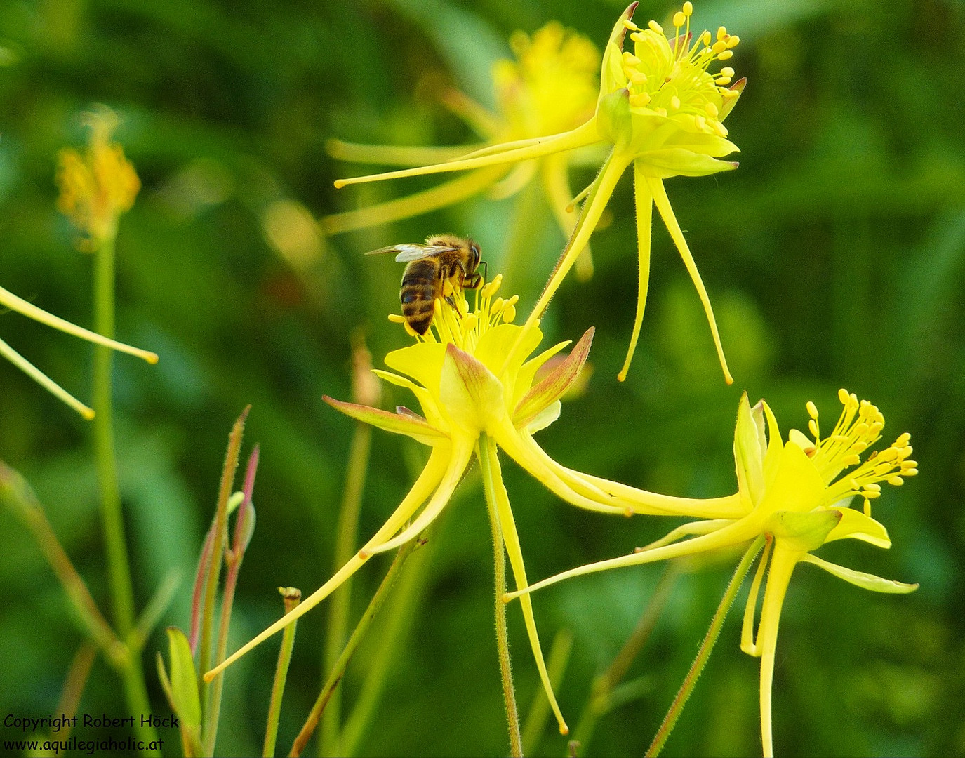 Lichtreflexe - Eine Honigbiene zu Besuch bei der graziösen Aquilegia chaplinei, aus Texas