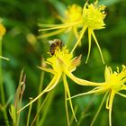 Lichtreflexe - Eine Honigbiene zu Besuch bei der graziösen Aquilegia chaplinei, aus Texas