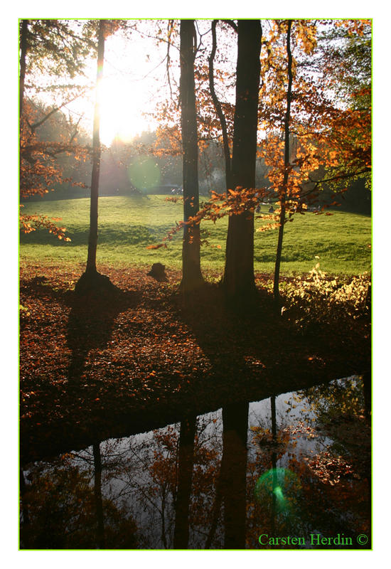 Lichtreflexe im Herbstwald.....