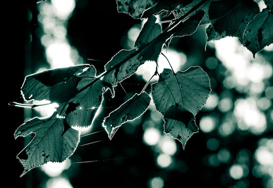 Lichtsaum im Herbstwald