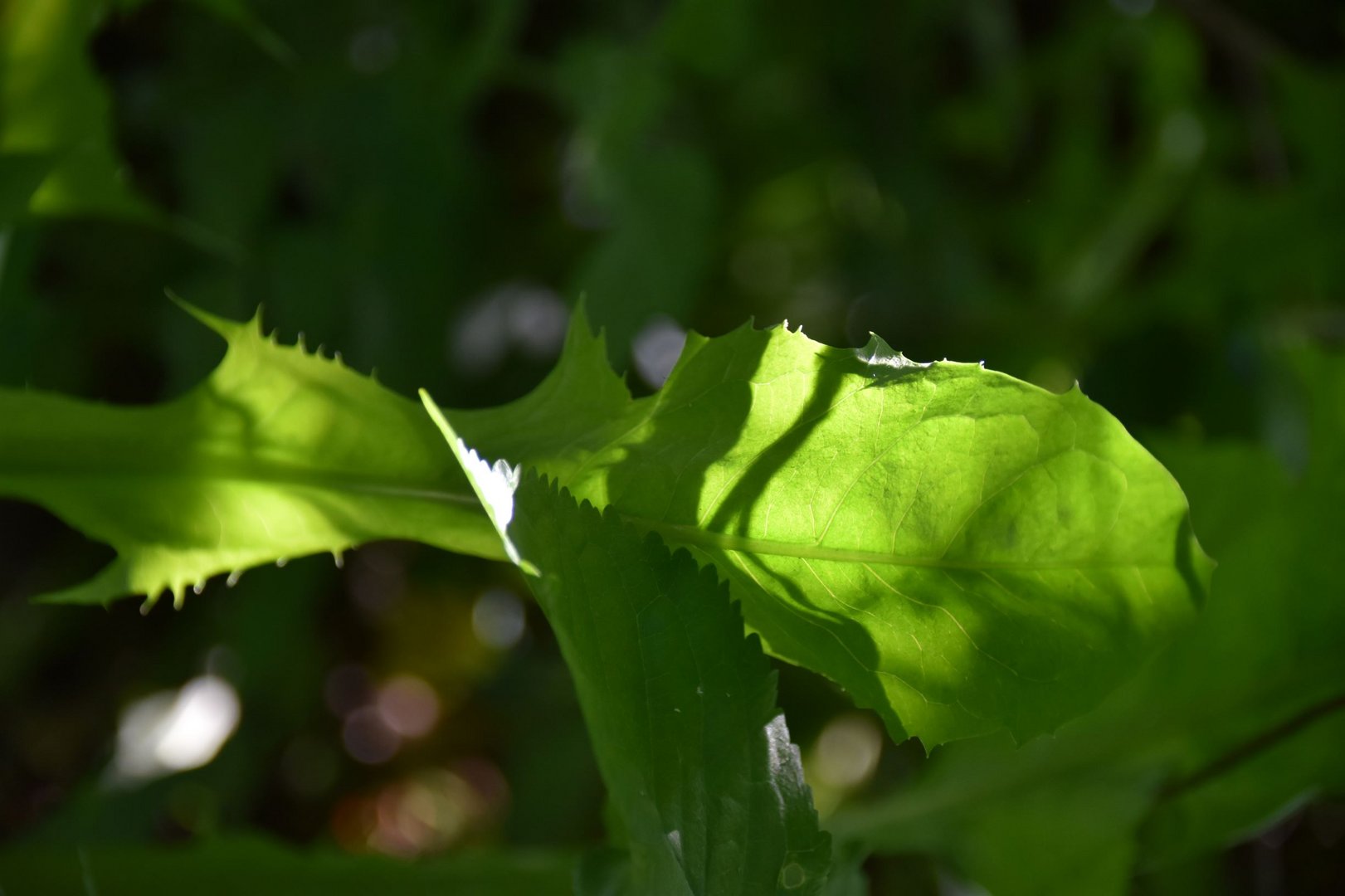 lichtschatten