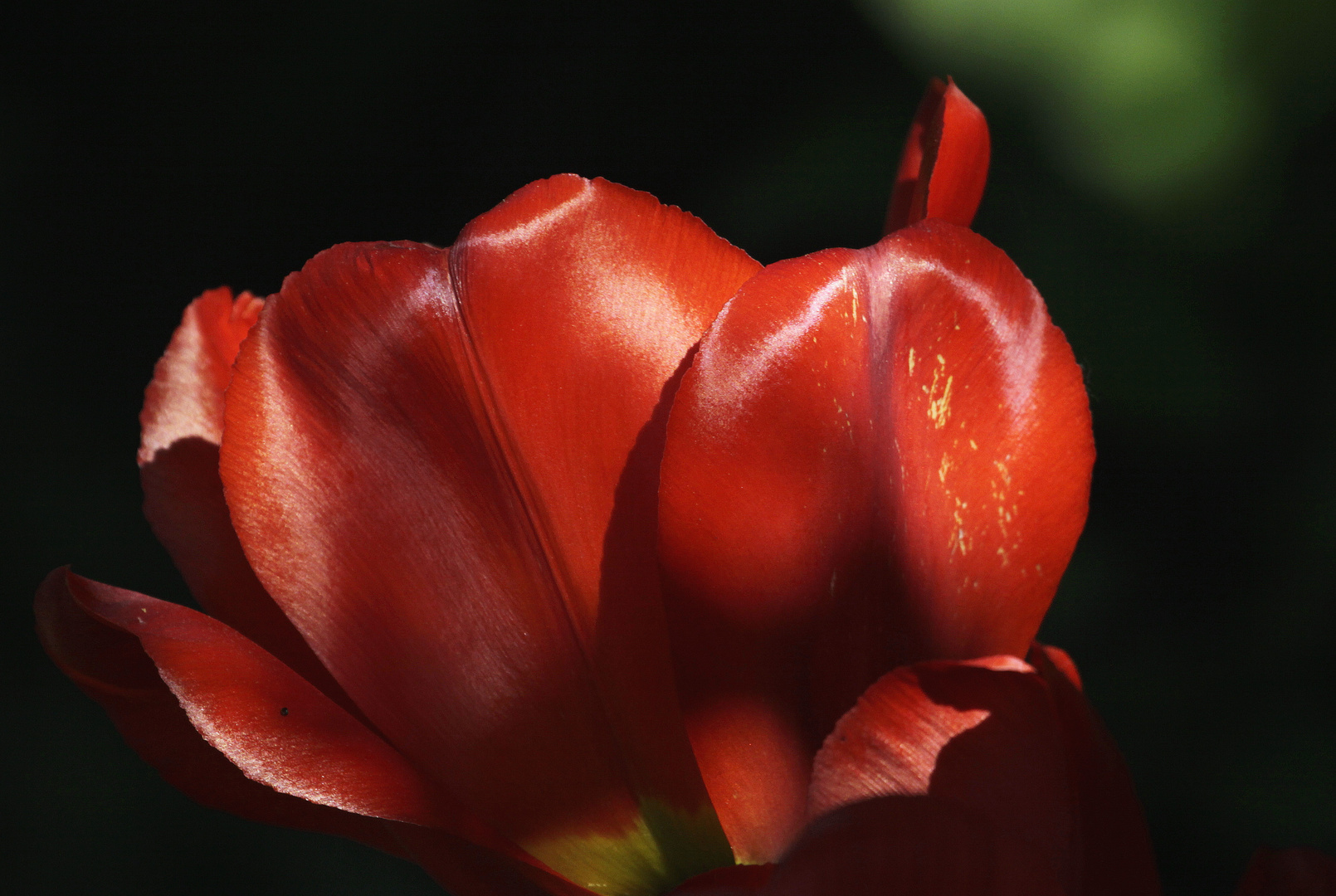 licht+schatten gewächs rot