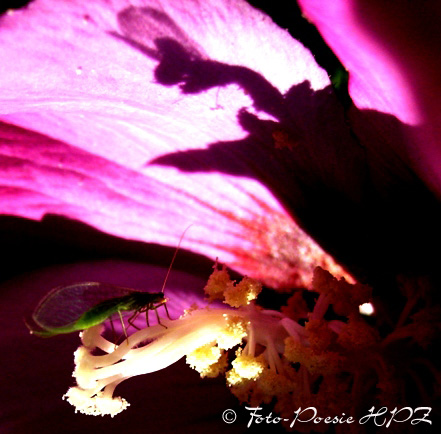 Licht/Schatten-Spiel Winzling in Hibiskusblüte