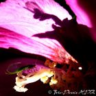Licht/Schatten-Spiel Winzling in Hibiskusblüte