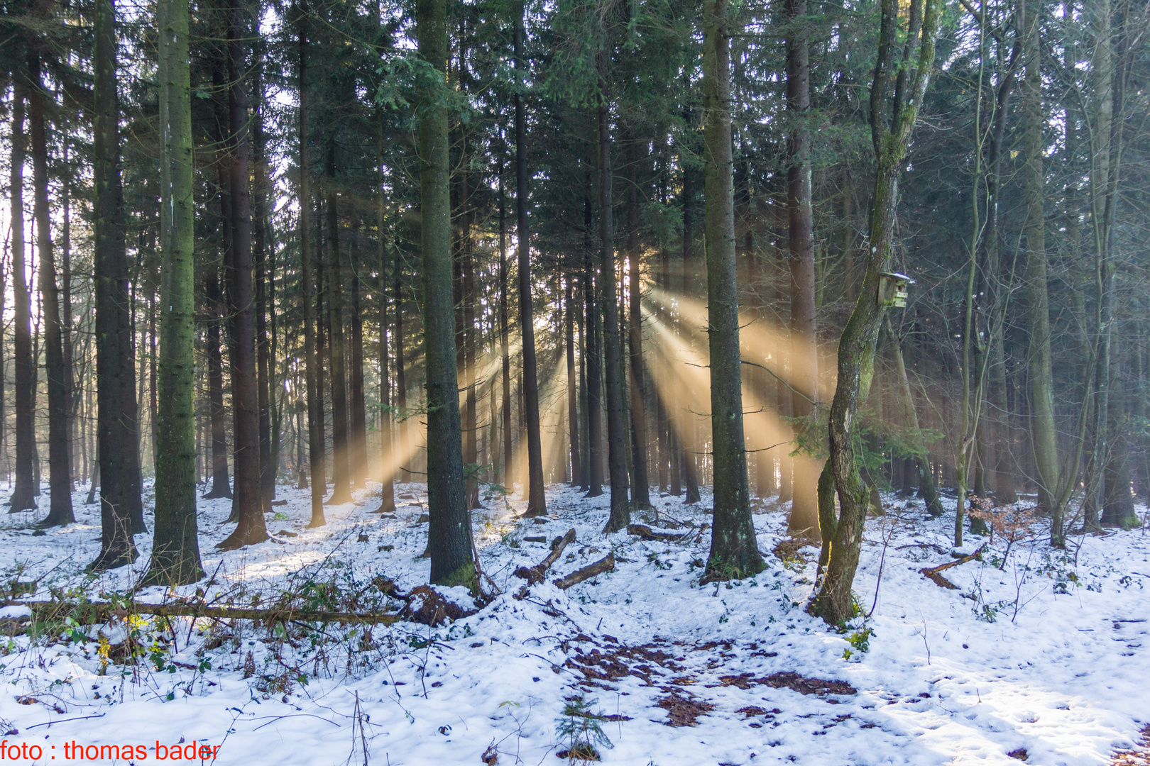 Lichtschein im Wald ....