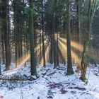 Lichtschein im Wald ....