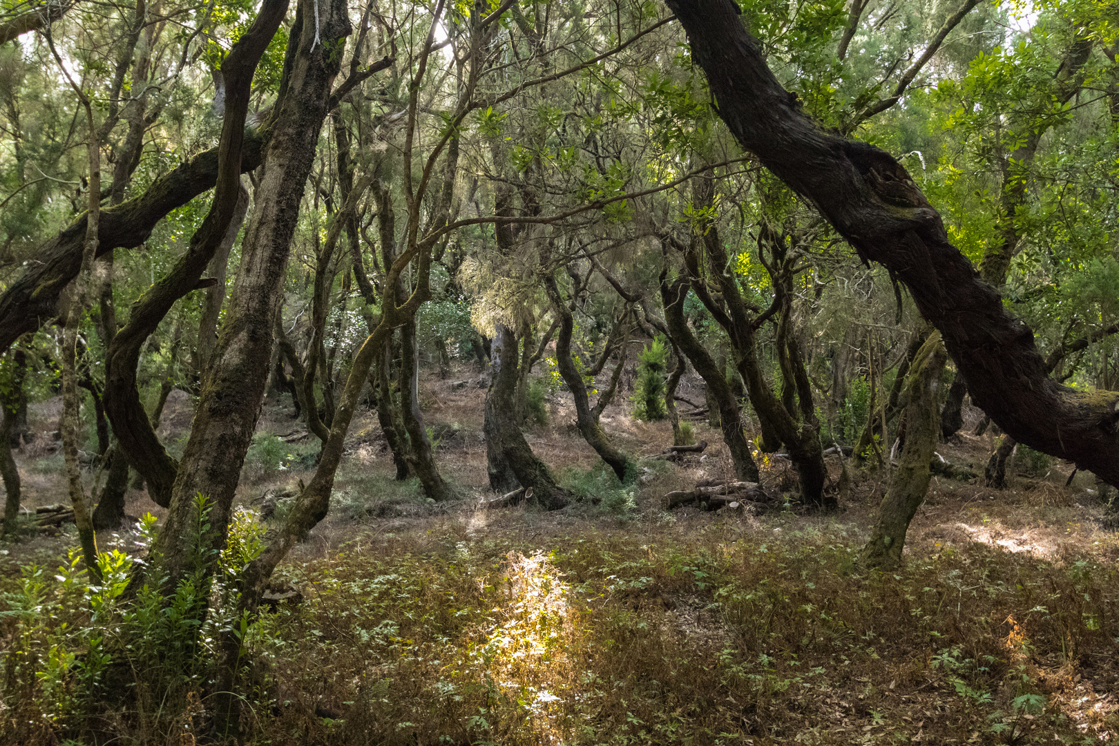 Lichtschein im Walde