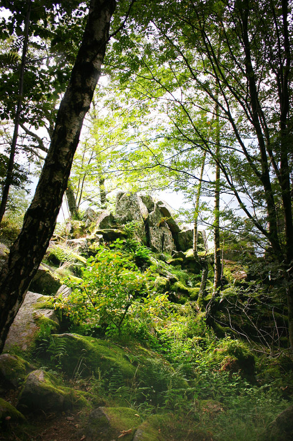 Lichtschein in den Tiefen des Schwarzwaldes (Murgtal) by Barbey Michael 