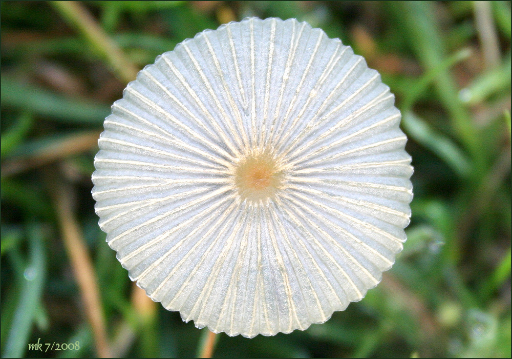 lichtscheues gepilze