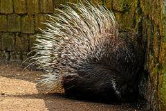 Lichtscheues Stachelschwein im Tierpark Hamm