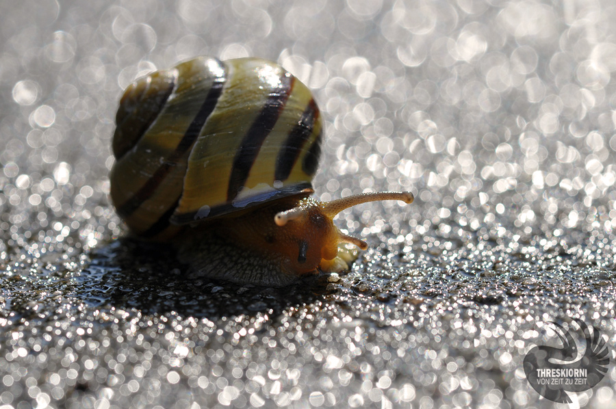 Lichtschnecke