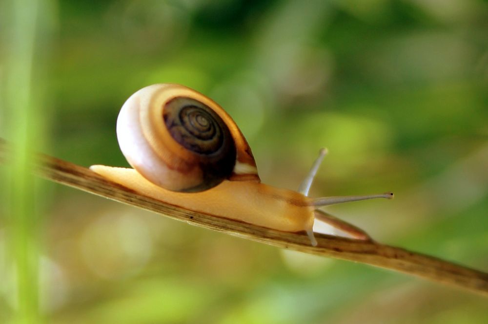 Lichtschnecke