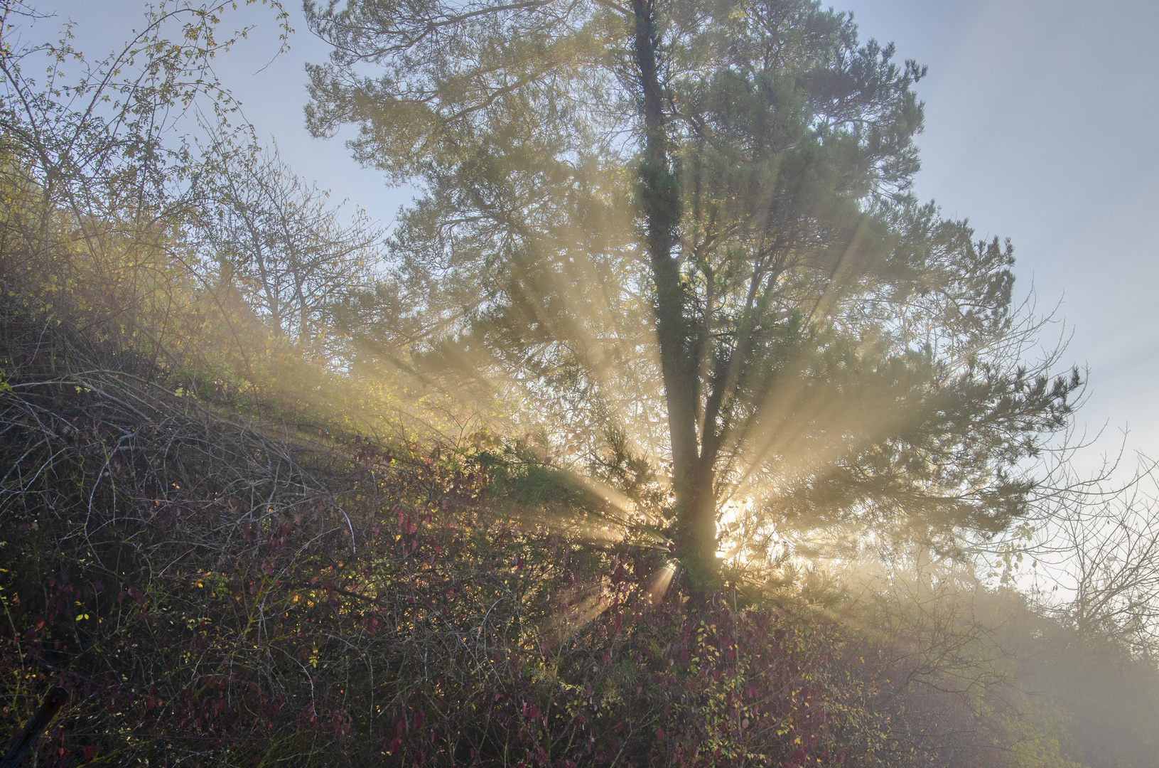 Lichtsoiel im Nebel