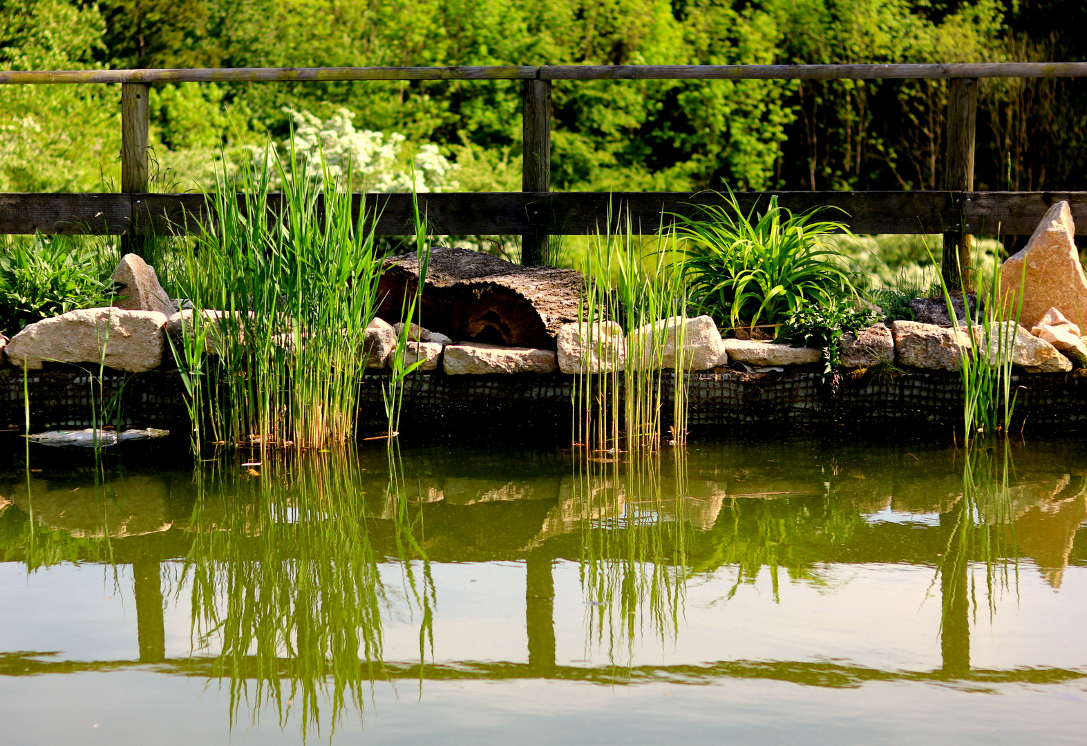 Lichtspiegelung im Teich