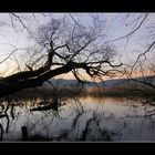 Lichtspiegelungen am Lacher-See