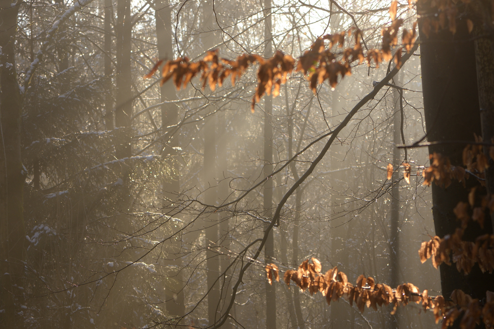 Lichtspiel 1 Aachener Wald