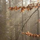 Lichtspiel 1 Aachener Wald