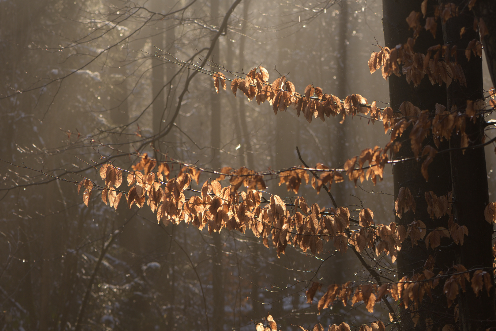 Lichtspiel 3 Aachener Wald 10.01.2021