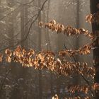 Lichtspiel 3 Aachener Wald 10.01.2021