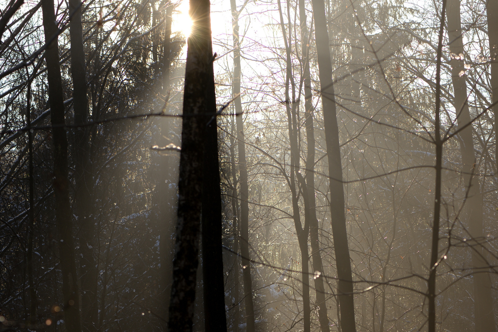 Lichtspiel 4 Aachener Wald 10.01.2021