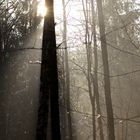 Lichtspiel 4 Aachener Wald 10.01.2021