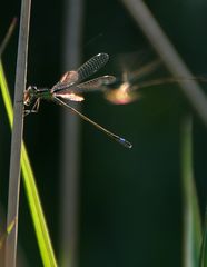 Lichtspiel