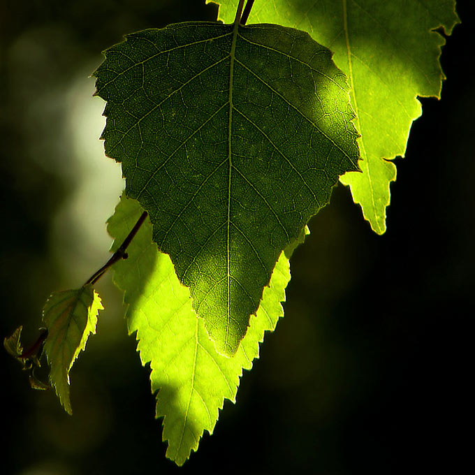 Lichtspiel