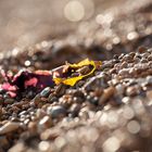 Lichtspiel am Kieselstrand