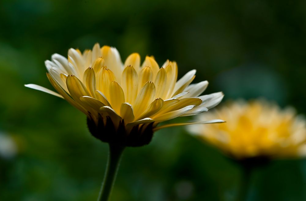 Lichtspiel von GreenCape 