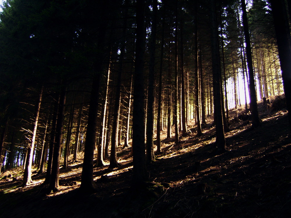 Lichtspiel der Bäume