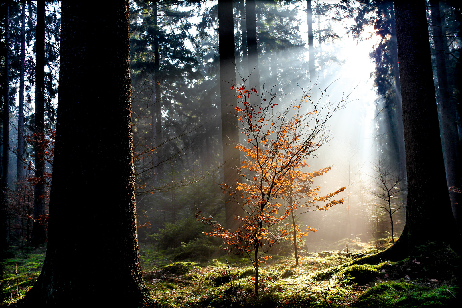 Lichtspiel der Morgensonne