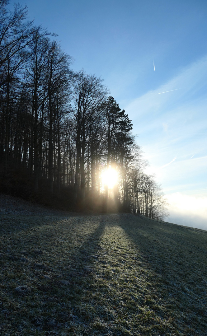 Lichtspiel durch den Wald