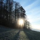 Lichtspiel durch den Wald