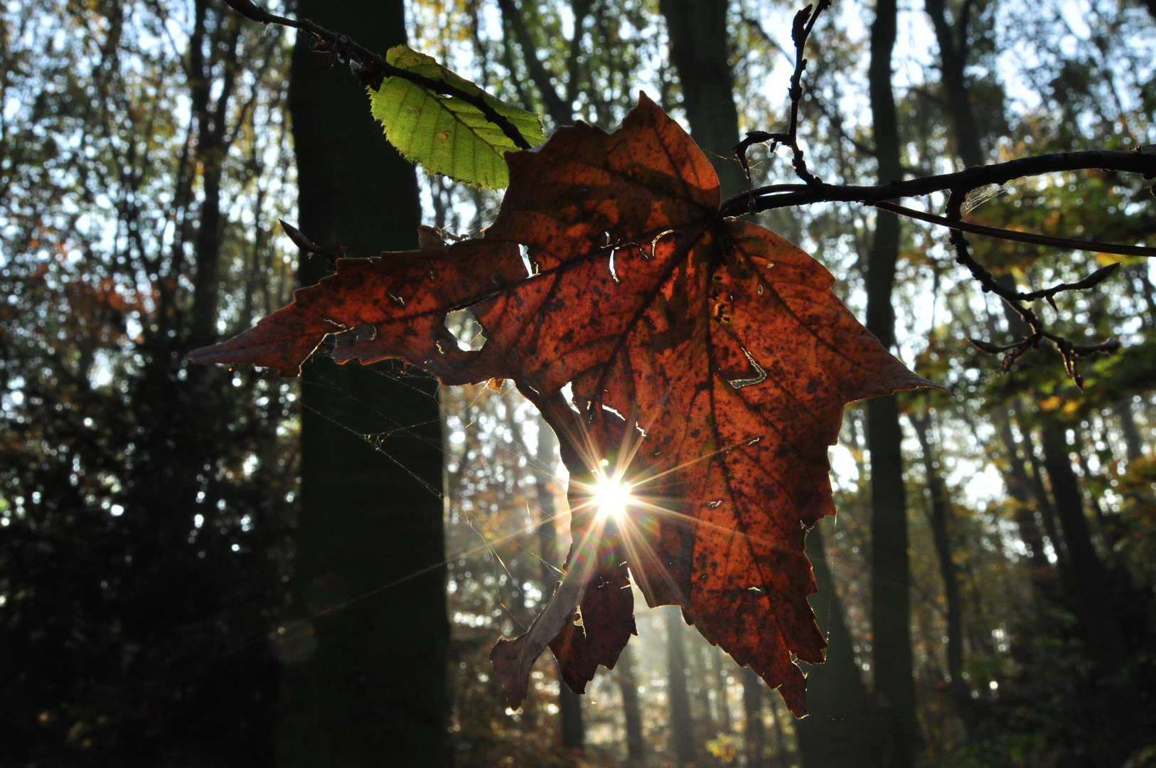 Lichtspiel