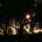 Lichtspiel im Baum