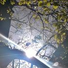Lichtspiel im Blätterdach des Lindenbaums