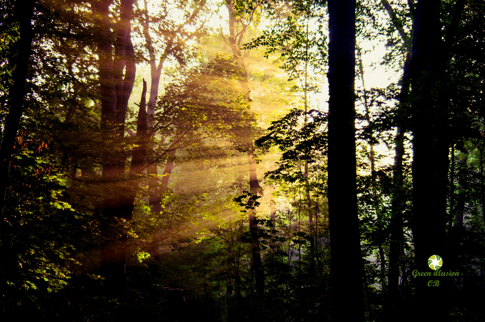 Lichtspiel im Blätterwald