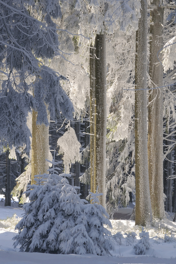 Lichtspiel im dichten Wald